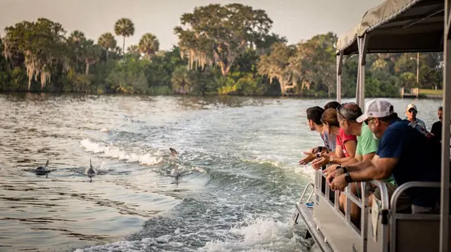 Dolphin cruises