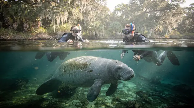 Manatee tours