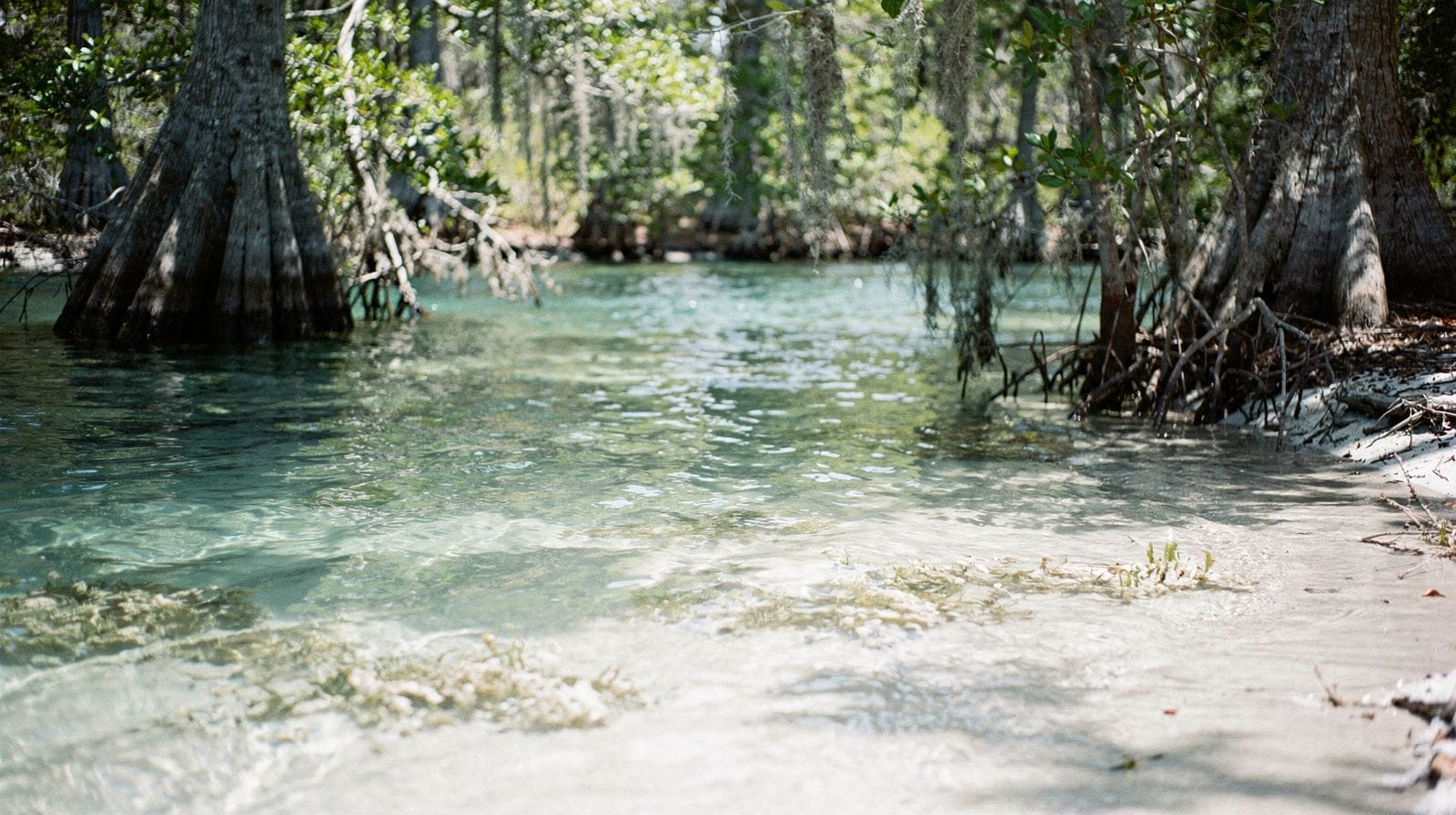 Crystal River i Nature Coast