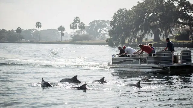 Dolphin cruise or swim program: which one is right for you