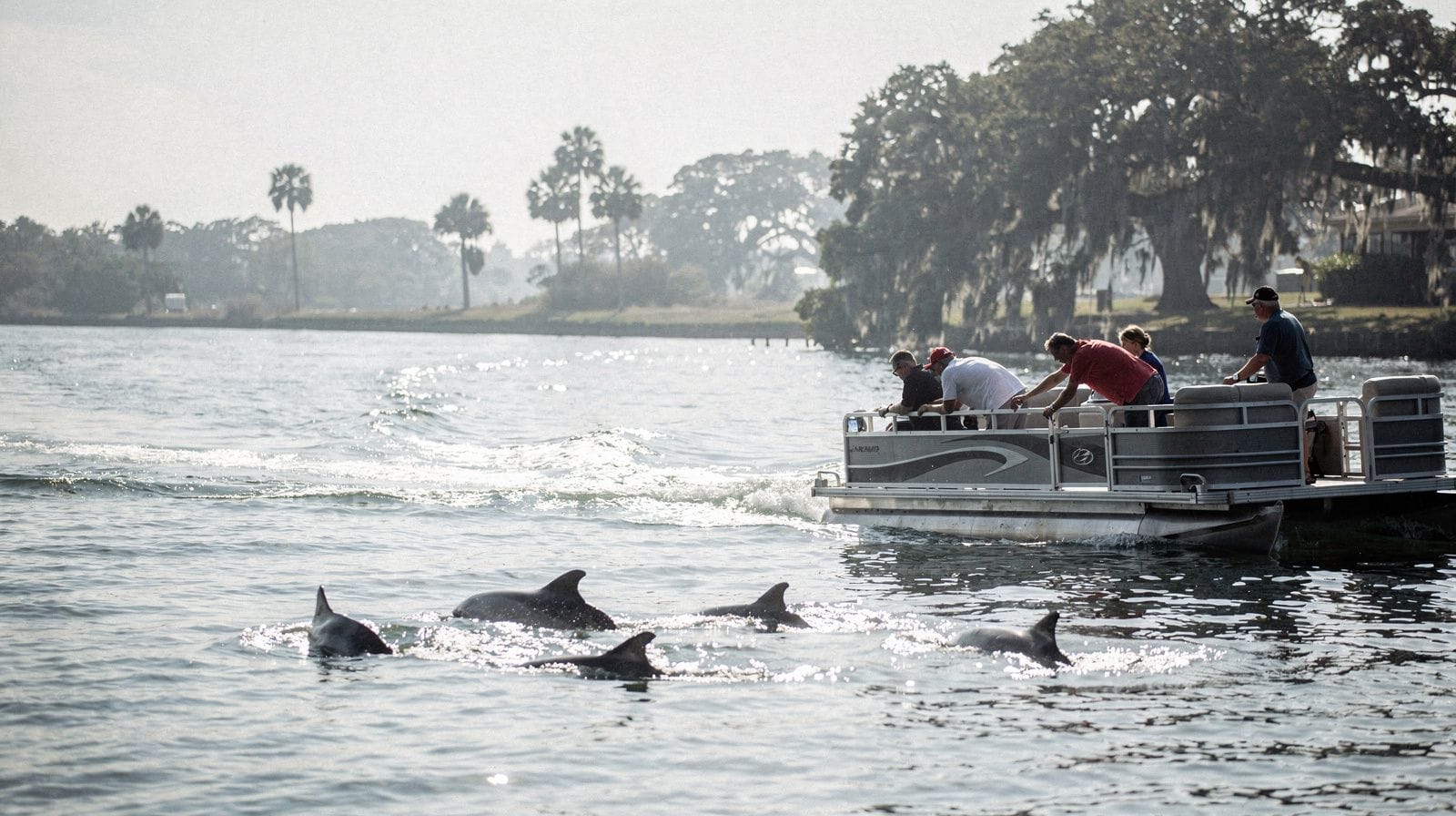 Croisière ou nage avec les dauphins : que choisir