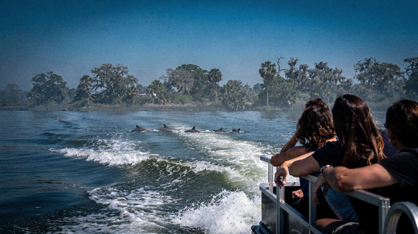 Observation des dauphins à Clearwater : à quoi s'attendre vraiment