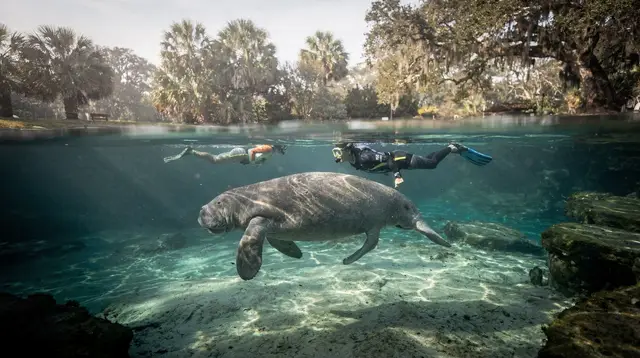 Manatee encounter rules and etiquette in Florida