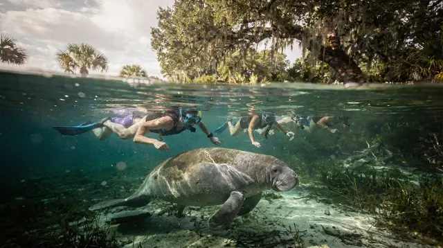 Swimming with manatees in Crystal River