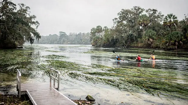 A paddling day on the Rainbow River