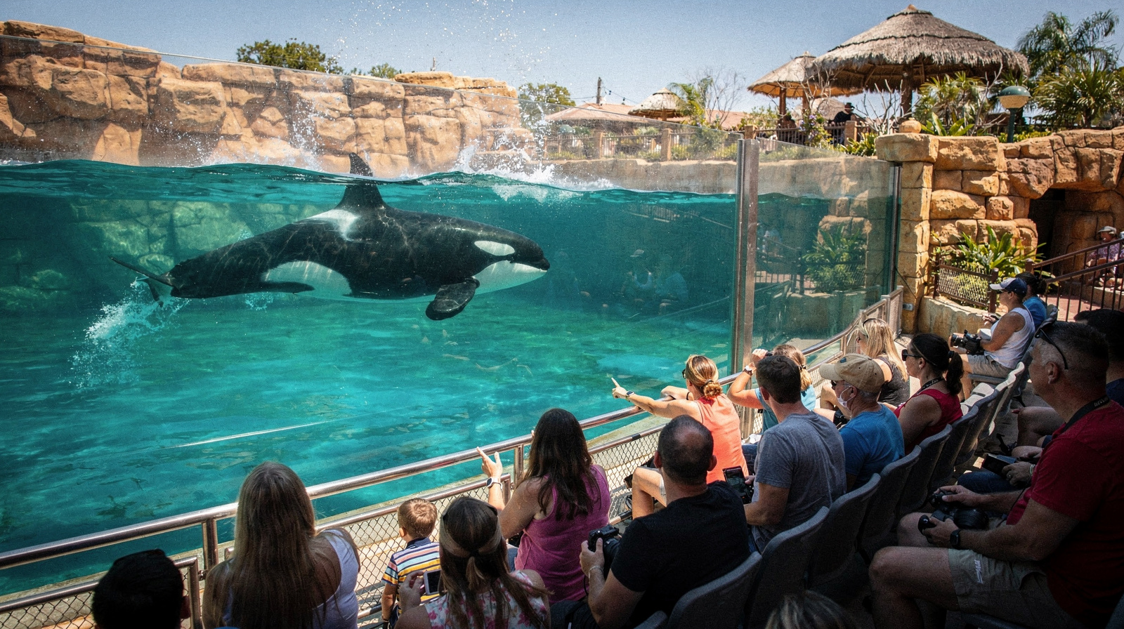 SeaWorld Orlando vs. Busch Gardens Tampa Bay