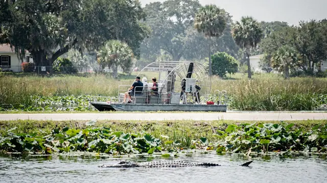 Seeing alligators near Orlando: airboat, boat tour, park trail, or wildlife park
